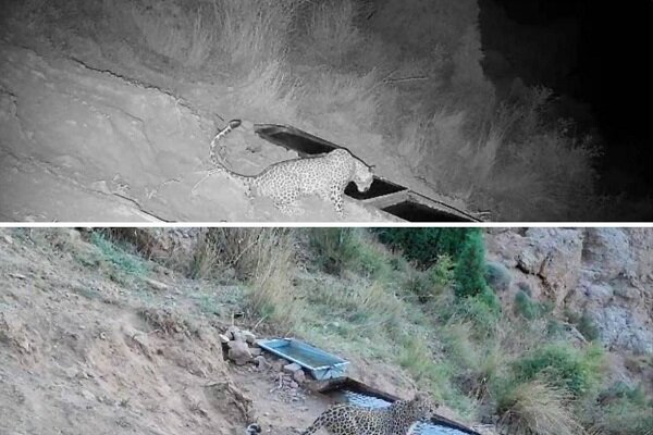 کشف لاشه پلنگ در چمستان؛ علت مرگ چه بود؟