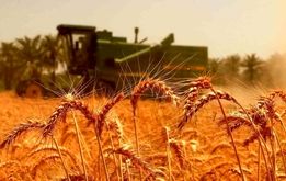  تعیین قیمت گندم به بن بست خورد، اختلافات دولتی‌ها بالا گرفت