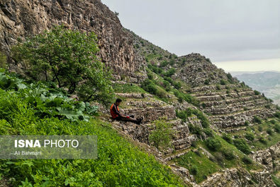 دره ارغوان