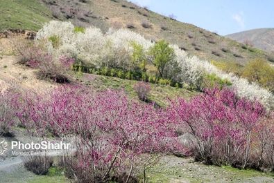 دره ارغوان