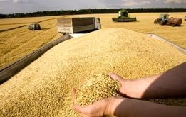 خبر خوش برای گندمکاران / این مبلغ به حساب گندمکاران واریز شد
