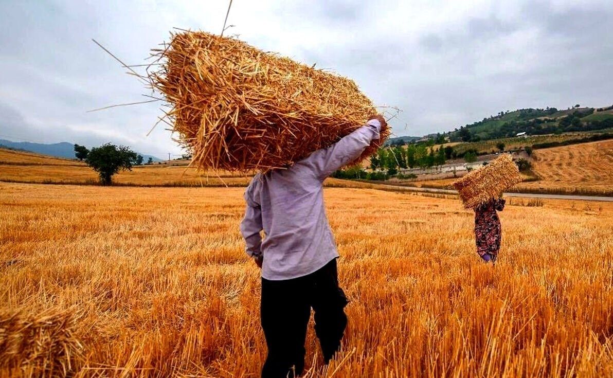 خبر جدید درباره پرداخت مطالبات گندمکاران