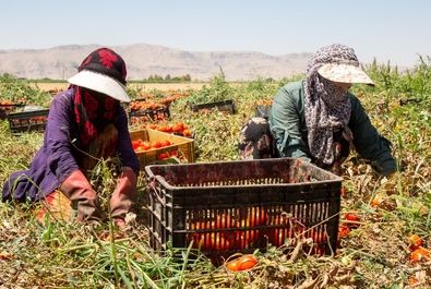  زنان کارگر در زمین‌های کشاورزی