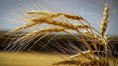 قیمت خرید تضمینی گندم اعلام شد