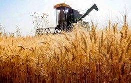 جنگ بر سر قیمت گندم , دعوا در دولت پزشکیان بر سر قیمت گندم  ۲۸ هزار تومانی