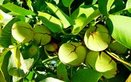 درخت گردوی ژنوتیپ چند کیلو باردهی دارد؟