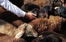 قیمت دام زنده در ماه محرم چقدر است؟