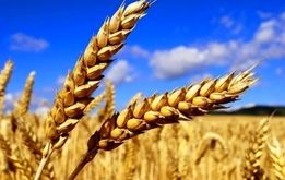 دستور مهم  پزشکیان برای گندمکاران؛ اعلام قیمت گندم
