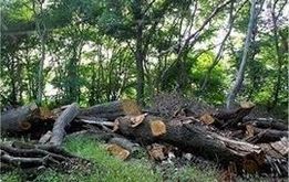 ماجرای قطع ۱۰۰ درخت در خیابان ولیعصر