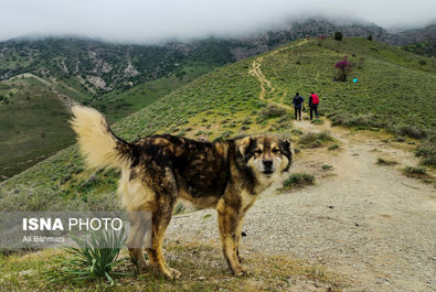 دره ارغوان