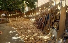 سلطان نان بربری ایران دستگیر شد +فیلم